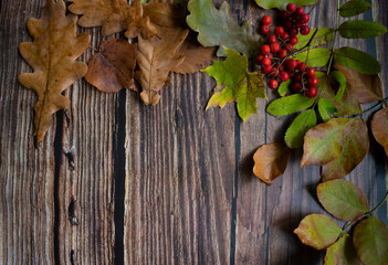 Set of fallen leaves and Rowan berries on a wooden background