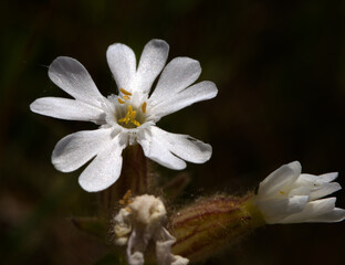 white campion flower also know as catchflies