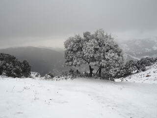 Tree in snowy field in the high mountains - winter hiking - high mountain activities