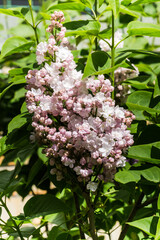 A branch of lilac with pale pink terry flowers and green leaves.