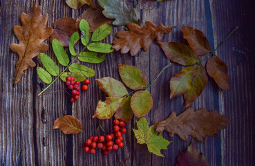 Naklejka na ściany i meble Set of fallen leaves and Rowan berries on a wooden background