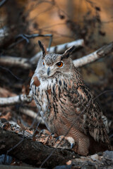 Eurasian eagle-owl in the autumn forest