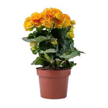 Yellow begonias in a brown pot isolated on a white background