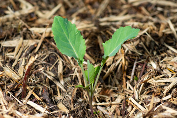 Kohlrabi seedling