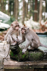 Obraz premium Monkeys in Ubud Monkey Forest, Bali, Indonesia