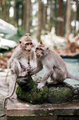 Monkeys in Ubud Monkey Forest, Bali, Indonesia