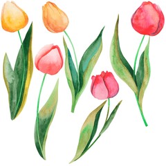 watercolor illustration, set of drawings of flowers and leaves of tulips, isolate on a white background