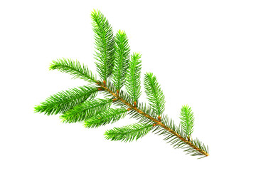 A branch of young needles, Christmas trees isolated on a white background