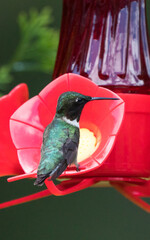 Fototapeta premium hummingbird sitting on a feeding station