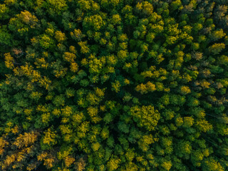 Naklejka premium aerial view of a forest