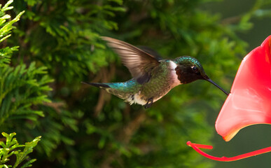 hummingbird feeding on a feeder