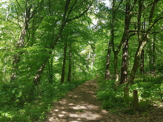 Las Augustów