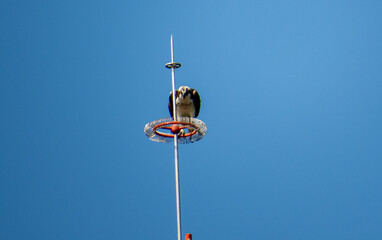 Scavenger bird eating on top of a cellphone tower in Quintana Roo, Mexico.