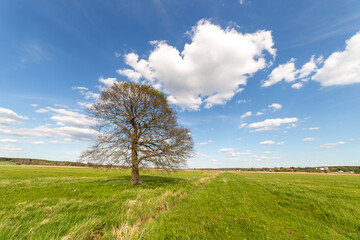 Fototapeta na wymiar Lonely tree on the field in summer day
