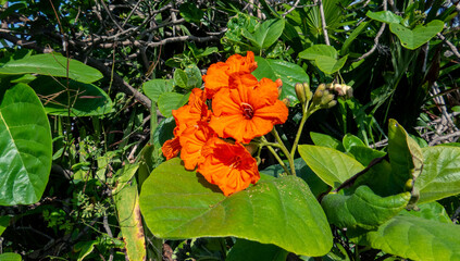 Orange flowers and green leaves under the bright sunlight inside the ancient Mayan city of Tulum in Quintana Roo, Mexico.