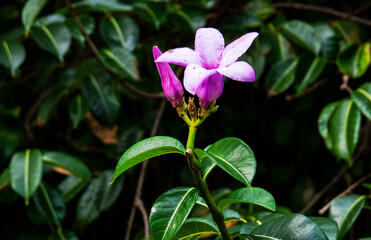 Cute purple flowers with deep green leaves from inside the ancient Mayan city of Tulum in Quintana Roo, Mexico.