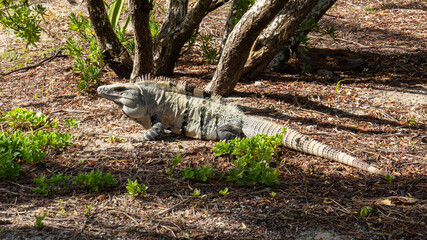 Big tropical lizard surrounded by trees and plants relaxing alone in the ancient Mayan city of Tulum in Quintana Roo, Mexico.