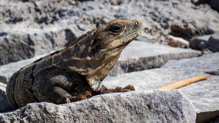 Brown tropical lizard under the bright sunlight relaxing in the ancient Mayan city of Tulum in Quintana Roo, Mexico.