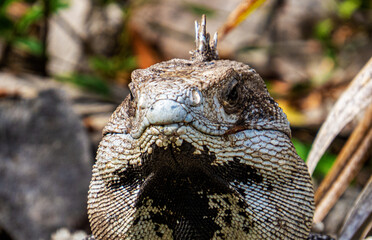 Front of the face of a tropical lizard with a blurry background from inside the ancient Mayan city of Tulum in Quintana Roo, Mexico.