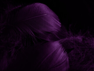 Obraz premium Beautiful abstract white and purple feathers on black background and soft white feather texture on white pattern and purple background, feather pink background, purple banners