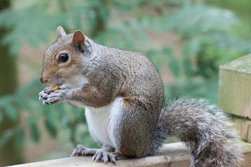 Obraz premium Close Up of a Squirrel Eating