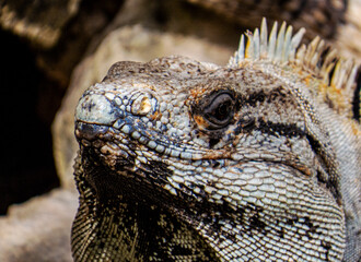 Face of a tropical lizard with sunlight of his scales relaxing inside the ancient Mayan city of Tulum in Quintana Roo, Mexico.