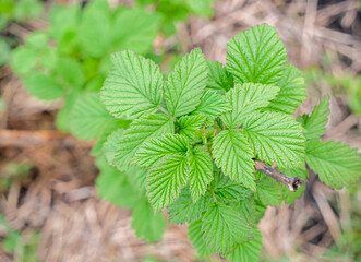 A young raspberry bush. Raspberry seedling planted in the soil, juicy green spring leaves of seedlings. A view from above, close up.