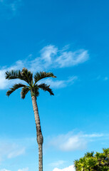 Blue sky and a palm tree from the inside of the ancient Mayan city of Tulum in Quintana Roo, Mexico.