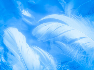 Fototapeta na wymiar Beautiful abstract colorful white and blue feathers on white background and soft white feather texture on blue pattern and blue background, feather background, blue banners