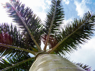 Below view of a palm tree from the inside of the ancient Mayan city of Tulum in Quintana Roo, Mexico.