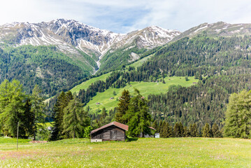 Old log stable on the alpine meadows covered in green grass and colorful flowers in Switzerland during spring