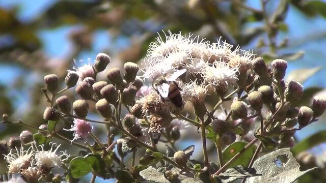 Honney bees pollination on Assa-fish plant (Vernonia polysphaera).