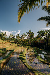 Fototapeta na wymiar Jatiluwih rice terraces in Bali at sunrise, Indonesia