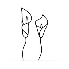 Doodle calla lilies icon isolated on white. Sketch flower. Coloring page book. Hand drawing line art. Outline vector stock illustration. EPS 10