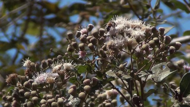 Honney bees pollination on Assa-fish plant (Vernonia polysphaera).