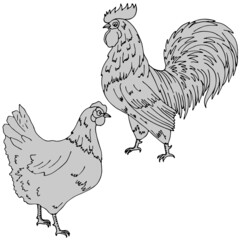 vector illustration, doodle style drawing, in black, chicken, cock, bird, isolate on a white background