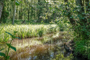 Fototapeta na wymiar A peaceful, quiet and narrow stretch of the Honing and Dilham canal in the Norfolk countryside