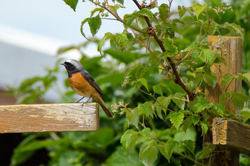 Männlicher Gartenrotschwanz