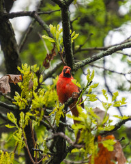 A male Cardinal perches in an oak tree during the spring.