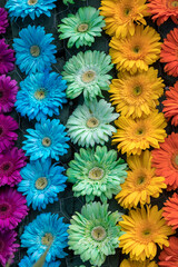 Fototapeta na wymiar Beauty floristic decoration with colorful gerbera flowers