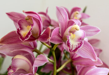 Close up of  beauty colorful orchid flower