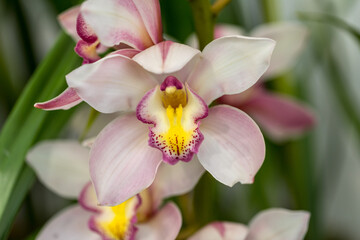 Close up of  beauty colorful orchid flower