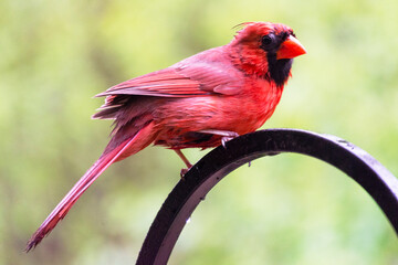 A male cardinal perches on a shepherds hook and looks back over his shoulder at the camera.  Background blurred.