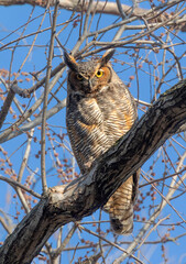 Great horned owl (Bubo virginianus) in a tree, Iowa, USA