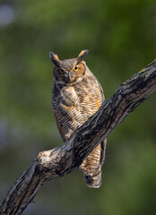 Great horned owl (Bubo virginianus) in a tree, Iowa, USA