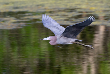 Little blue heron (Egretta caerulea) flying over swamp, Brazos Bend State Park, Needville, Texas, USA