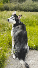 Perro husky en el campo