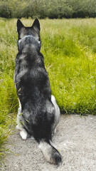Perro husky en el campo