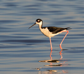 Black-necked stilt (Himantopus mexicanus) feeding near the ocean coast at early morning, Galveston, Texas, USA.