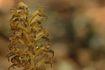 Vogel-Nestwurz (Neottia nidus-avis).